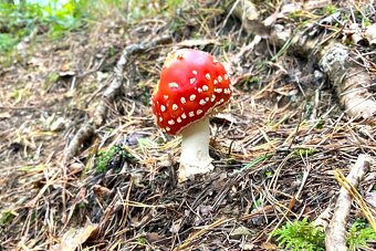 Na predaj rekreačný lesný pozemok - Brvnište. - 3