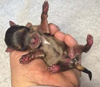 Biewer Yorkshire Terrier s PP - 3
