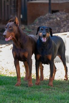 Doberman - 3
