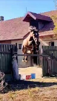 Predám skvelého 2-ročného ST žrebca - 3