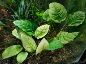 RASTLINY Z AKVARIA16 - 3