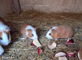 Morské prasiatka - 3