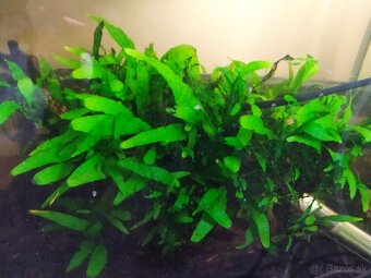 Akvarijne rastliny - 3