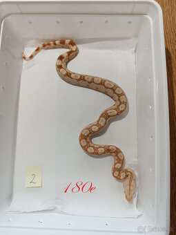 Predam Boa Constrictor - 3