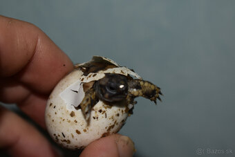 suchozemská korytnačka vlastný odchov 2025 - 3