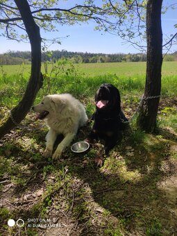 Krytie slovenský čuvač - 3