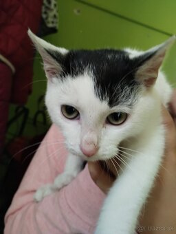 Darujem mačiatko - 3