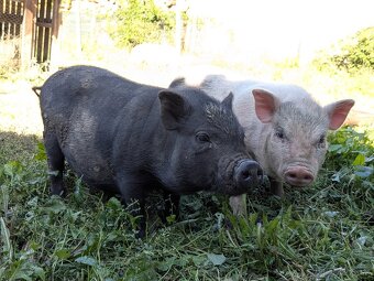 gottingenske mini prasiatka prasa prasce gotingen sviňa svin - 3