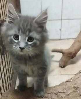 Mainska mývalia mačka - 3