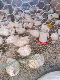 Očistené brojlerove kurčatá za výhodnú cenu - 3