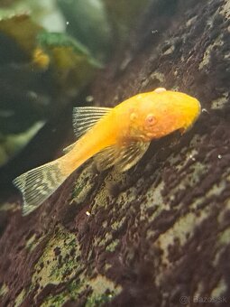 Predam prisavnikov - 3