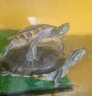 Korytnačky vodné. - 3