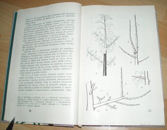 Rez a tvarovanie ovocných drevín - 3