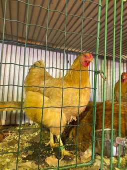 Oravka žltohnedá - 3