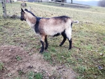 na predaj bezrohý cap do chovu - 3