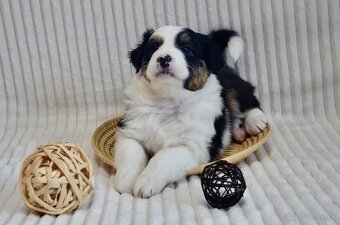 Australský ovčák - štěňátka s PP - 3