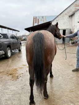 Kobyla Quarter horse - 3