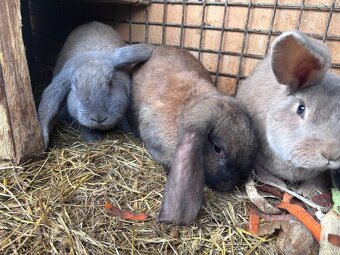 Francúzsky baran - 3