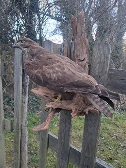 Preparát Trofeje, trofej, parozie, - 3