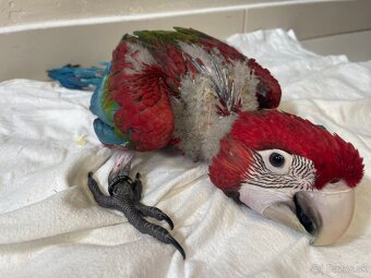 Ara zelenokridla - 3