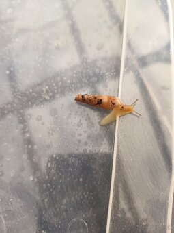 Rumina Saharica Rhodos 🐌 - 3