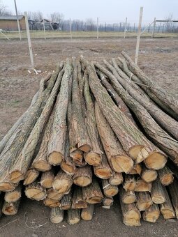 Agátové koly, stĺpy. - 3