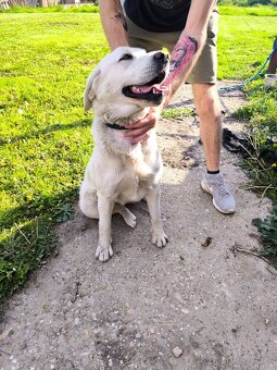 Darujem kríženca labradora - 3