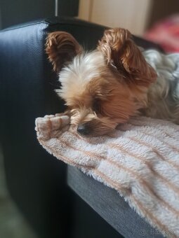 Yokshir terier 🐶 - 3