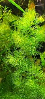Rastliny do akvária, gupky, krevetky mix(Neocaridina) - 3