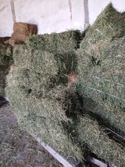 Predam male baliky lucerky,dateliny - 3