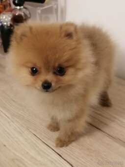 Nemecký špic trpasličí, pomeranian - 3