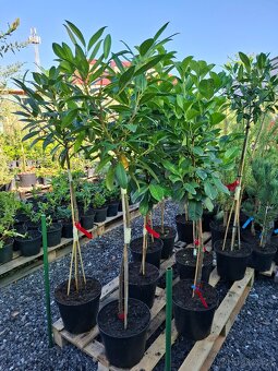 Stromy na kmienku - 3