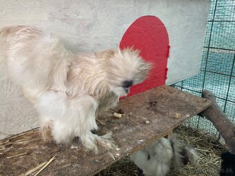 Kohút hodvabnicka - 3