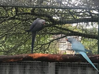 Alexander malý dospelá samica - 3