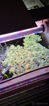 Pistia stratiotes, plávajúca rastlina - 3