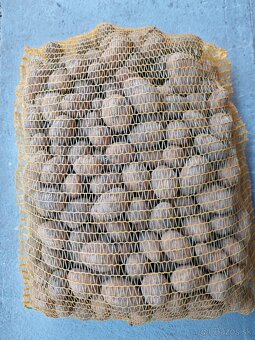 Sadbové zemiaky  SUNITA - 3