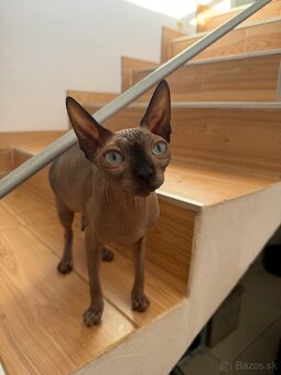 Sphynx - 3