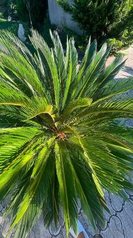 Predám palma Cycas revoluta - 3