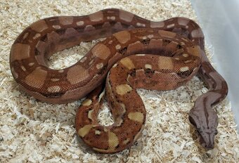 Boa imperator - Hypo Aztec Red Pastel het Sharp Albino - 3