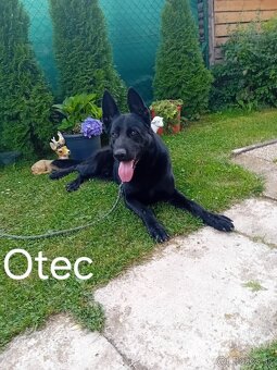 Nemecký ovčiak šteniatka - 3