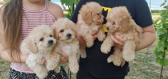 Toy pudel - Aprikot - 3