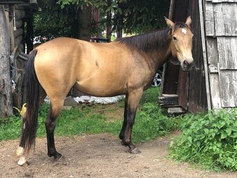 5 ročná kobyla QH - 3