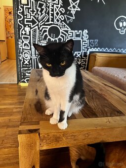 Svojská Lolla(pivo) hľadá domov - 3