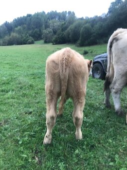 Predám jalovicu - 3