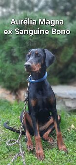 DOBERMANN šteniatka s P.P. - 3