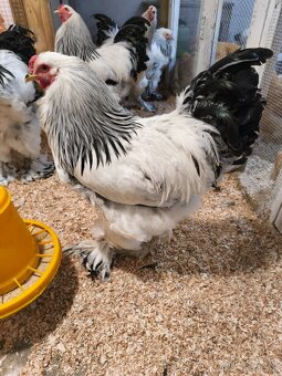 Brahmanka svetlá čierna Columbia - 3