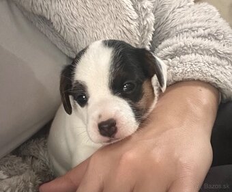 Jack Russel teriér - 3