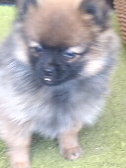 Pomeranian predaj - 3