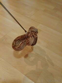Boa Constrictor - 3