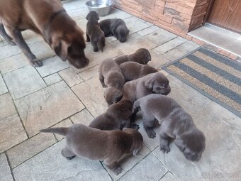 Šteniatka Labradora hnedého. - 3